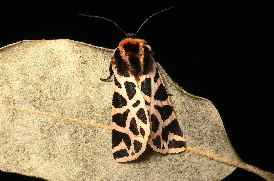 Cymbalophora pudica (Esper, [1785])